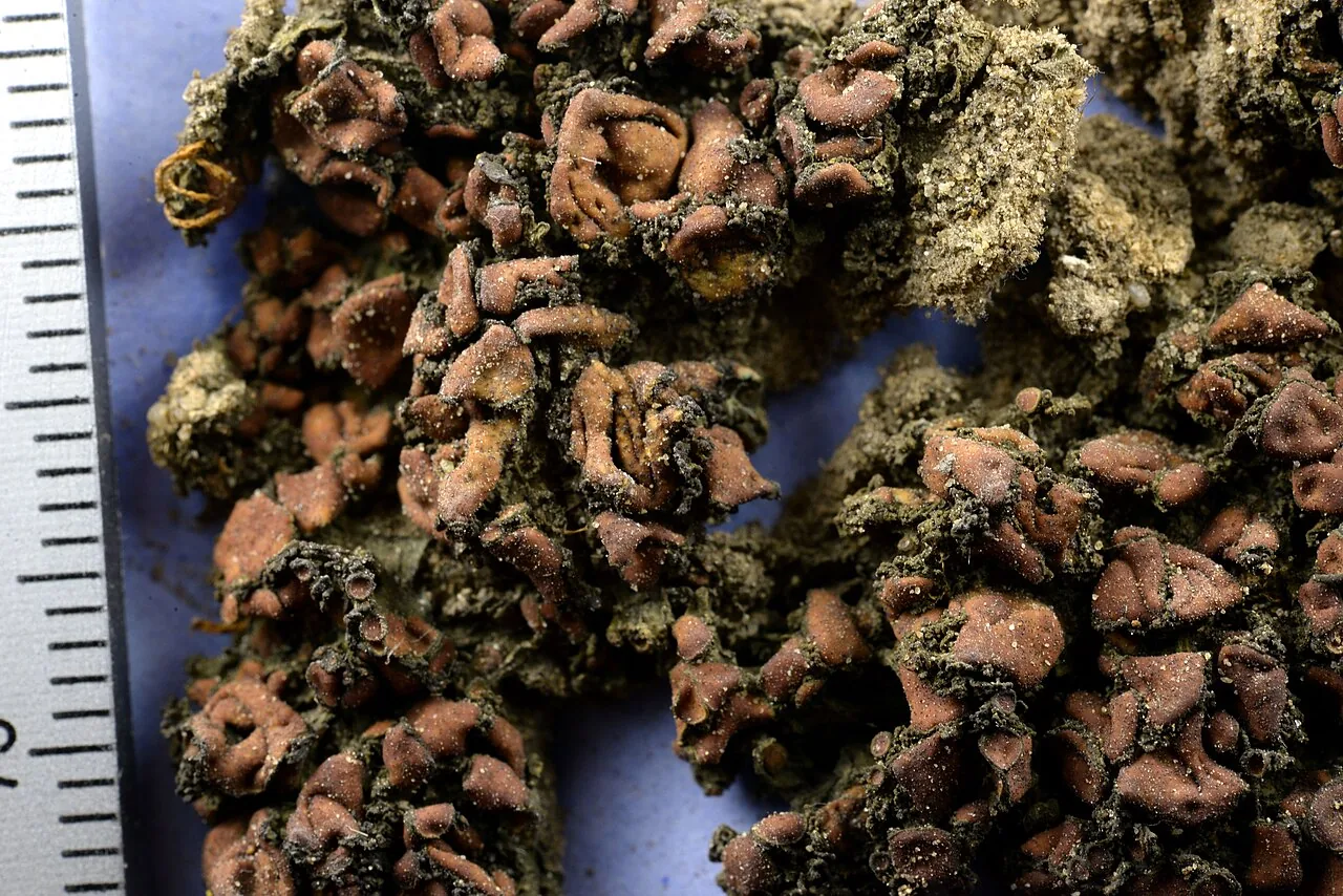 Blennothallia novozelandica (Blennothallia novozelandica) — photo mycologique