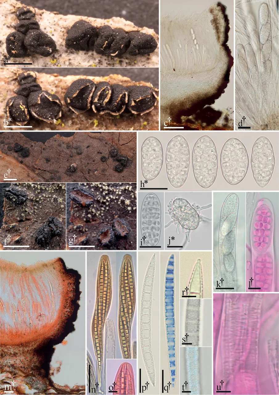 Blitridium mate (Blitridium mate) — photo mycologique