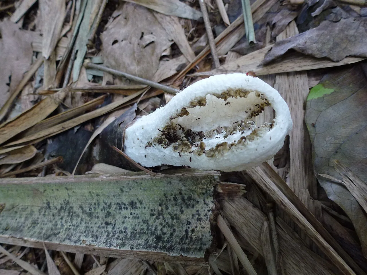 Blumenavia crucis-hellenicae (Blumenavia crucis-hellenicae) — photo mycologique