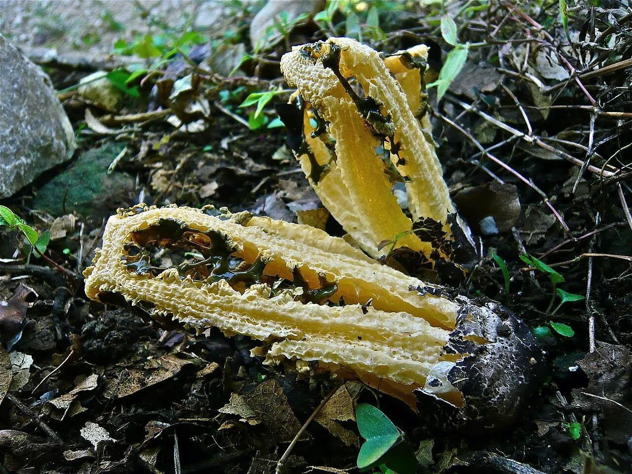 Blumenavia rhacodes (Blumenavia rhacodes) — photo mycologique