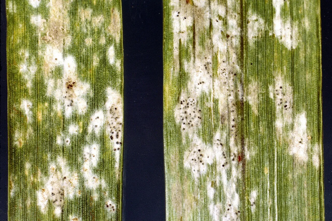 Blumeria bromi-cathartici (Blumeria bromi-cathartici) — photo mycologique