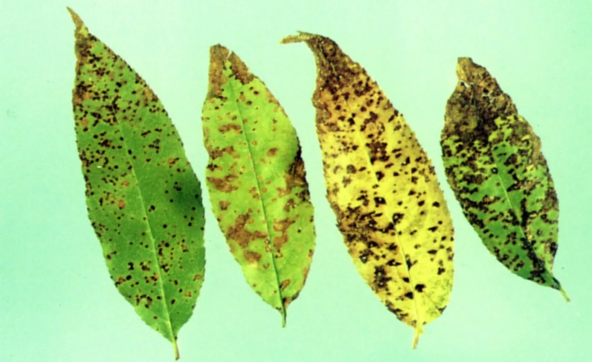 Blumeriella ceanothi (Blumeriella ceanothi) — photo mycologique