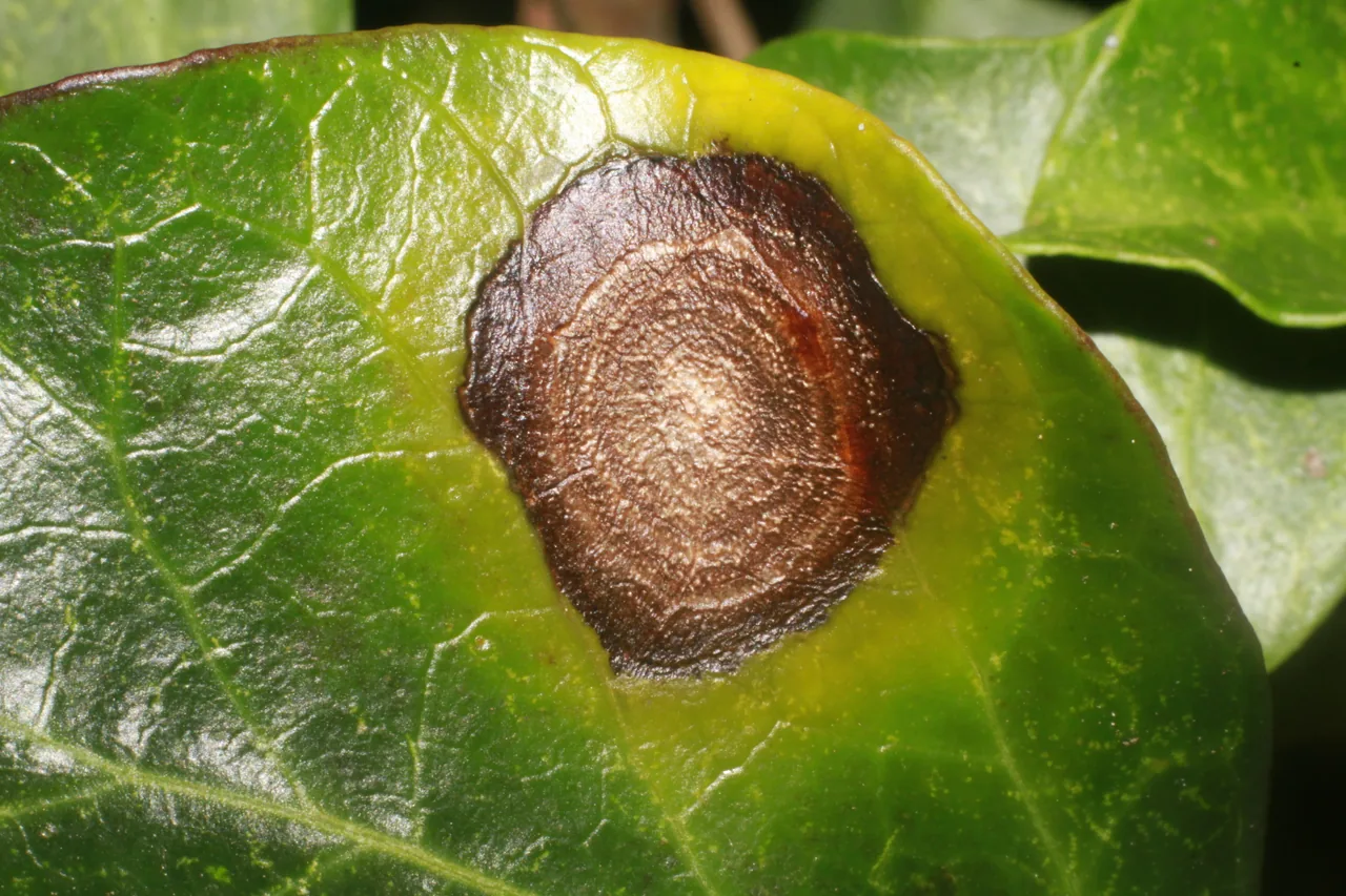 Boeremia lycopersici (Boeremia lycopersici) — photo mycologique