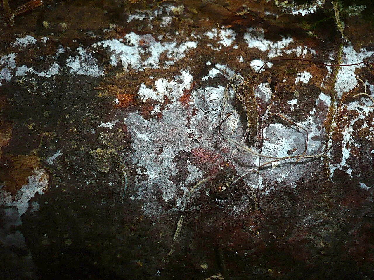 Boidinia borbonica (Boidinia borbonica) — photo mycologique
