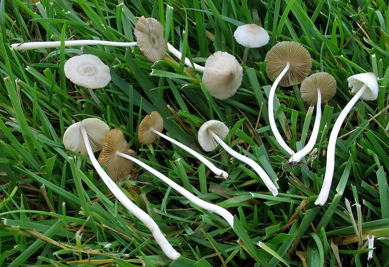 Bolbitius lacteus (Bolbitius lacteus) — photo mycologique