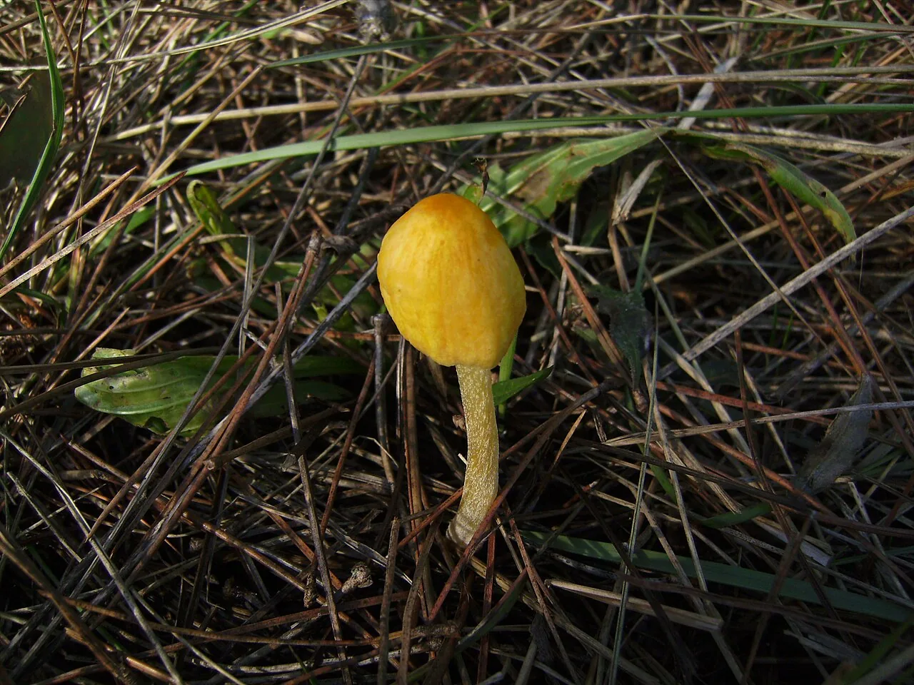 Bolbitius muscicola (Bolbitius muscicola) — photo mycologique