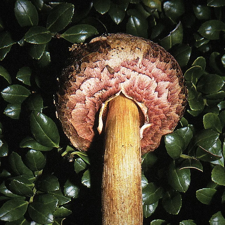 Boletellus emodensis (Boletellus emodensis) — photo mycologique
