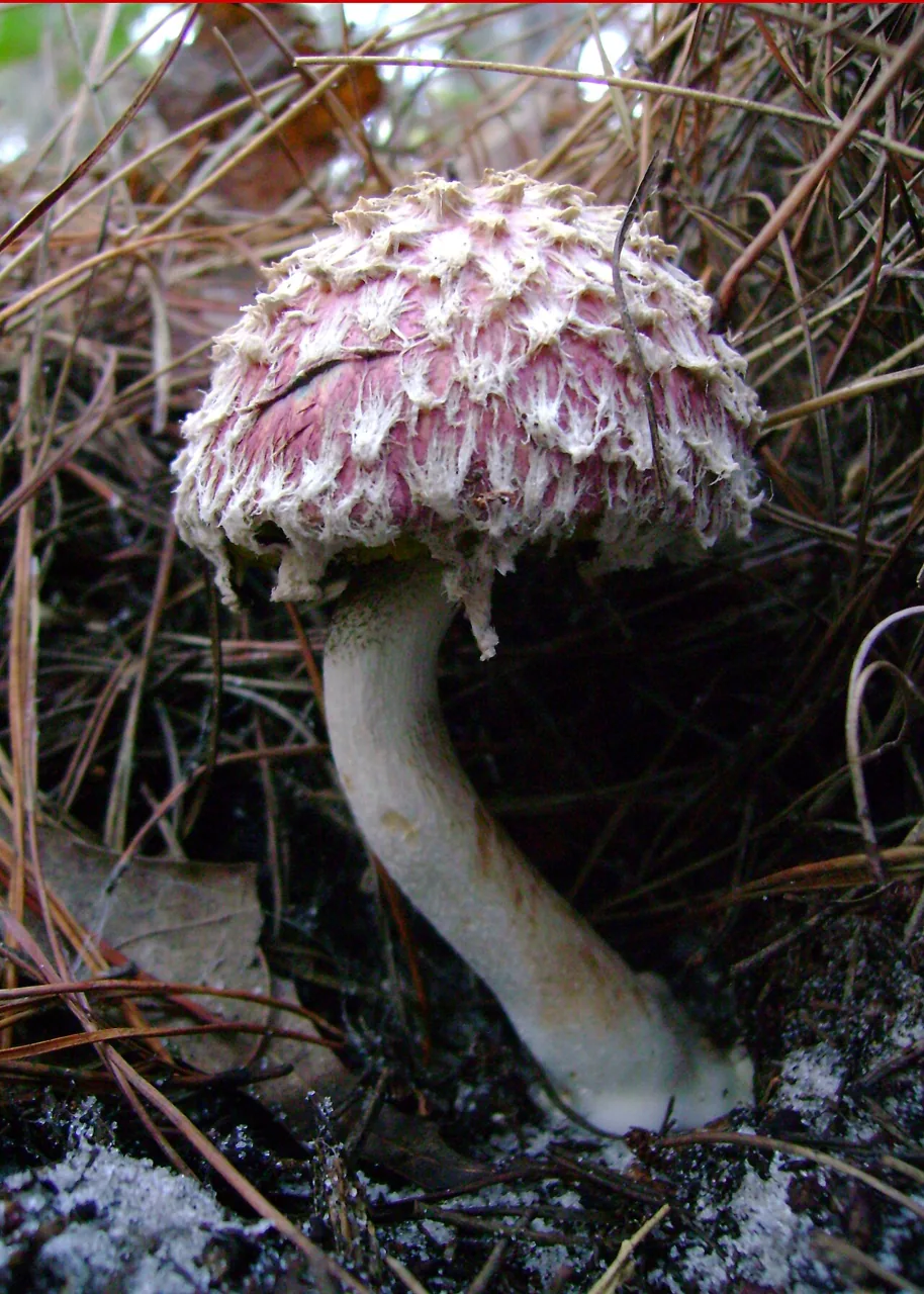 Boletellus taiwanensis (Boletellus taiwanensis) — photo mycologique