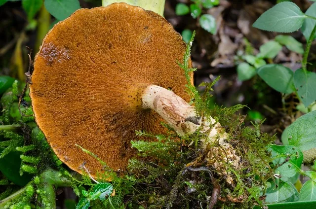 Boletinellus monticola (Boletinellus monticola) — photo mycologique