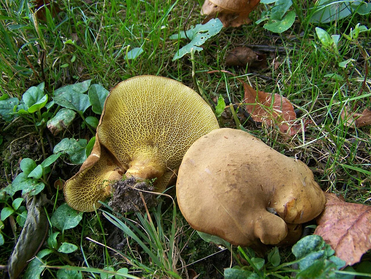 Boletinellus proximus (Boletinellus proximus) — photo mycologique