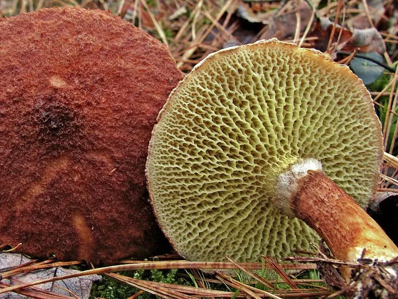 Boletinus asiaticus (Boletinus asiaticus) — photo mycologique