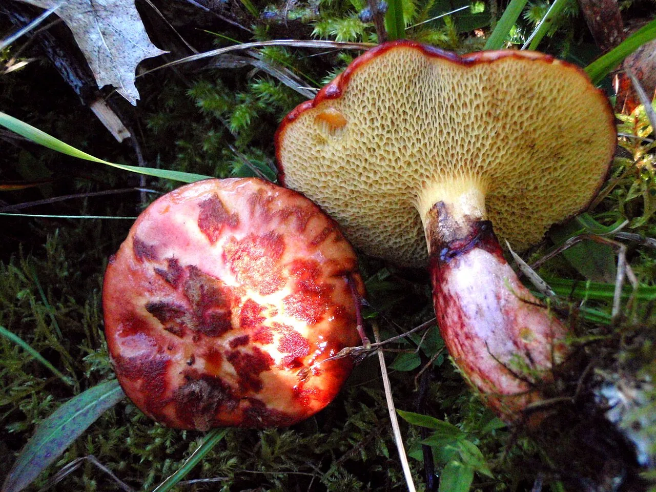 Boletinus spectabilis (Boletinus spectabilis) — photo mycologique
