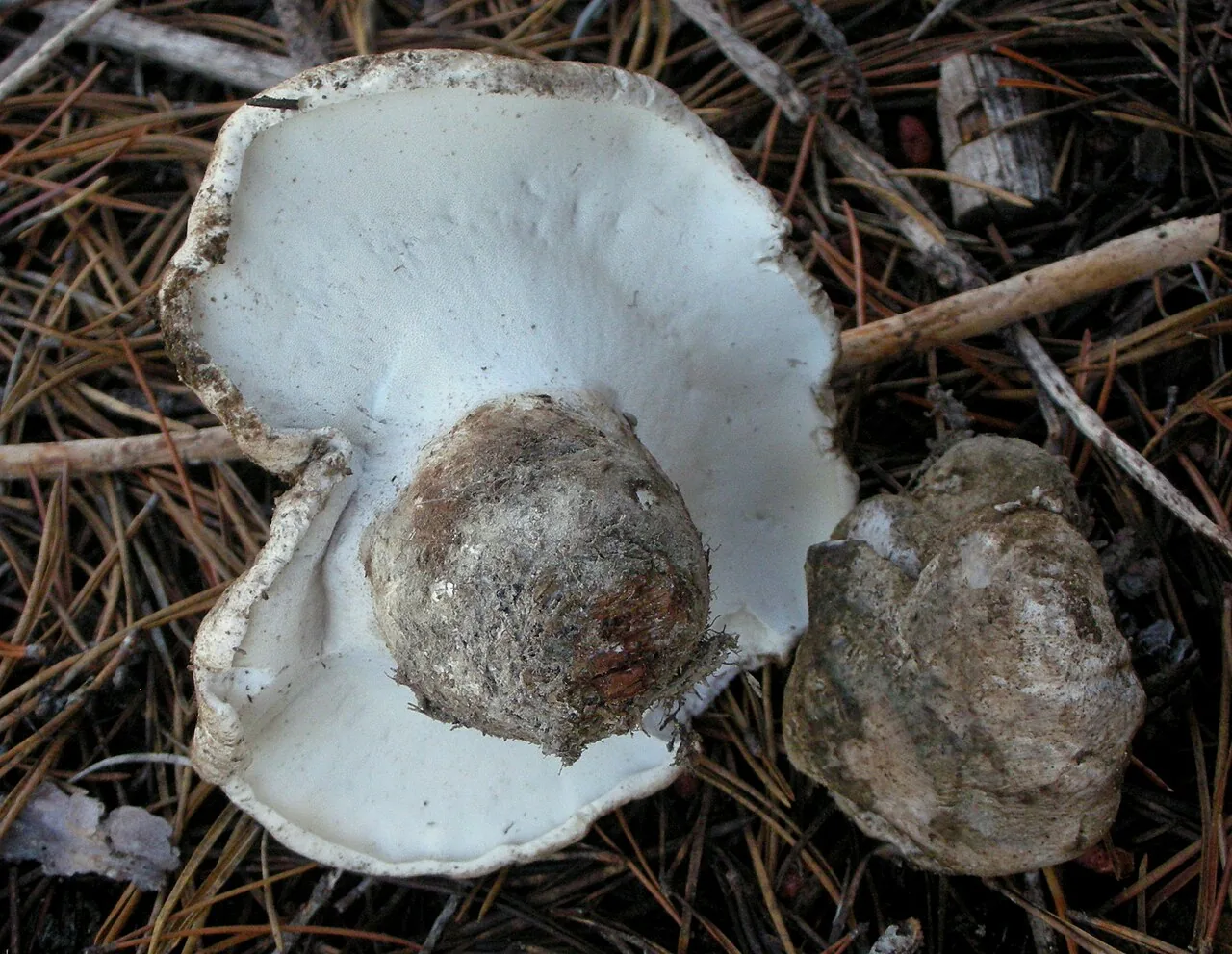 Boletopsis watlingii (Boletopsis watlingii) — photo mycologique