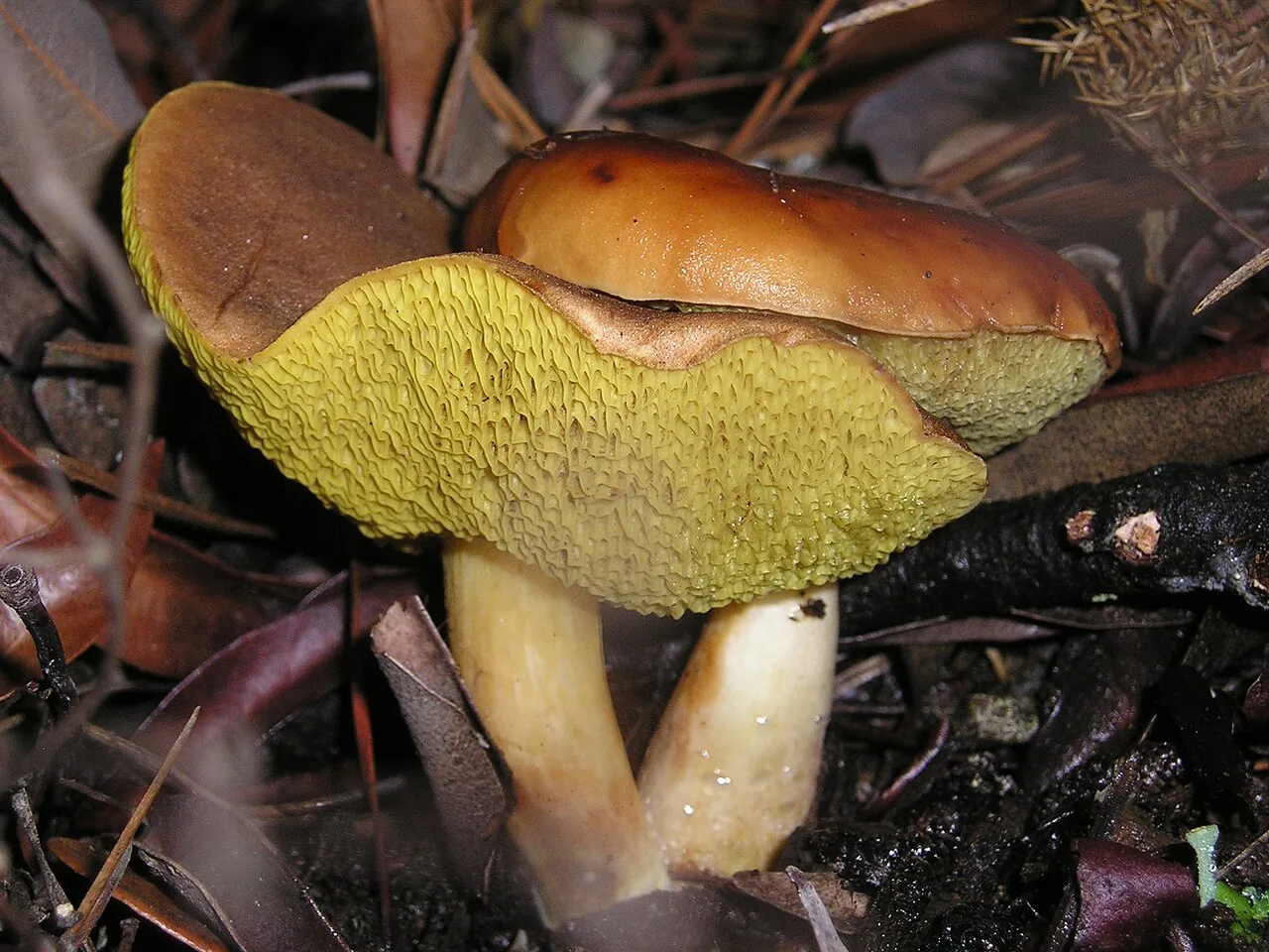 Boletus amyloideus (Boletus amyloideus) — photo mycologique