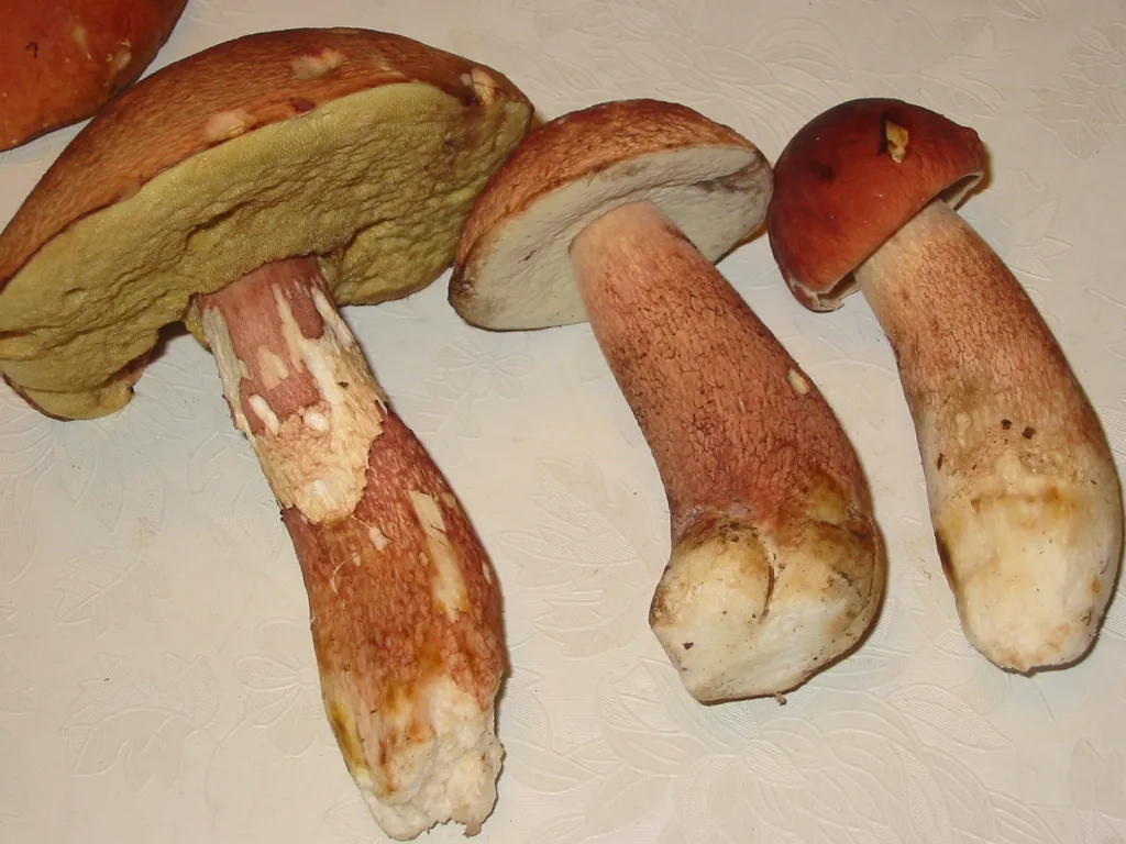 Boletus aurantioruber (Boletus aurantioruber) — photo mycologique