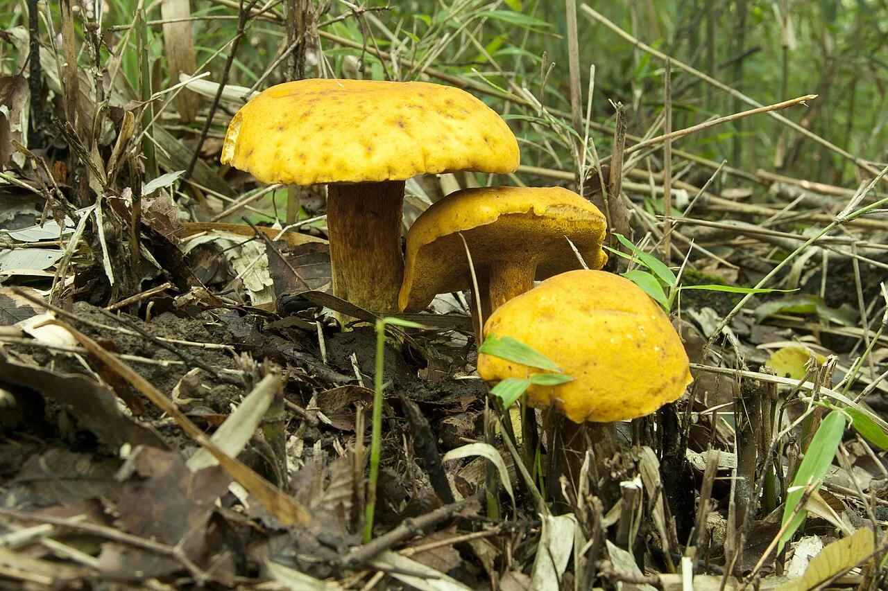 Boletus aurantiosplendens (Boletus aurantiosplendens) — photo mycologique
