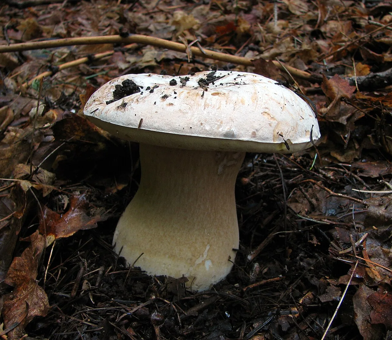 Boletus barrowsii (Boletus barrowsii) — photo mycologique