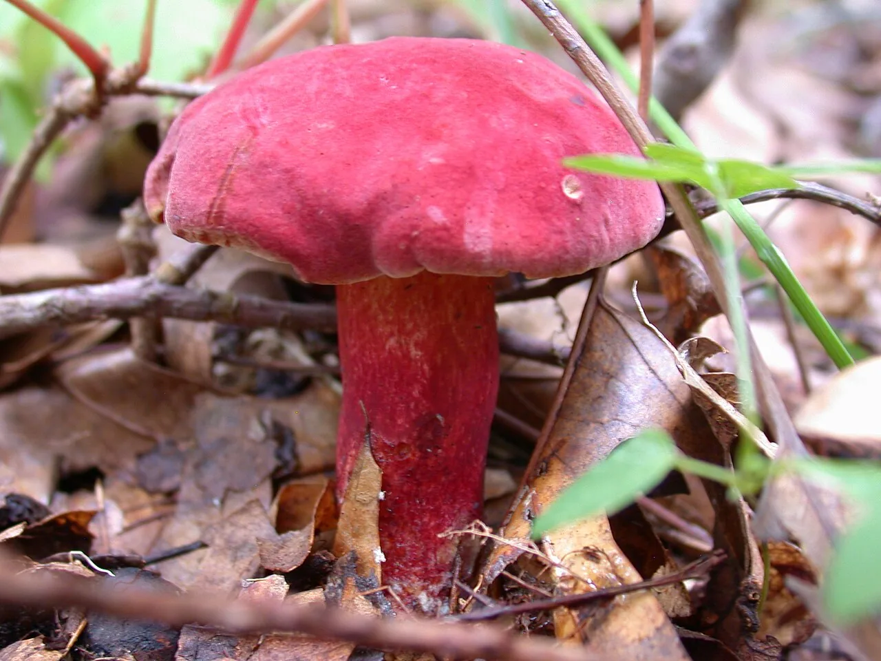 Boletus bicoloroides (Boletus bicoloroides) — photo mycologique