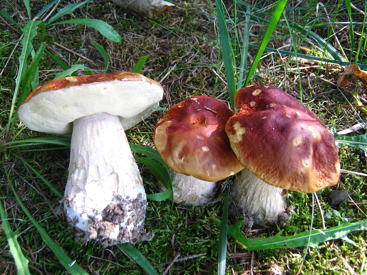 Boletus chippewaensis (Boletus chippewaensis) — photo mycologique