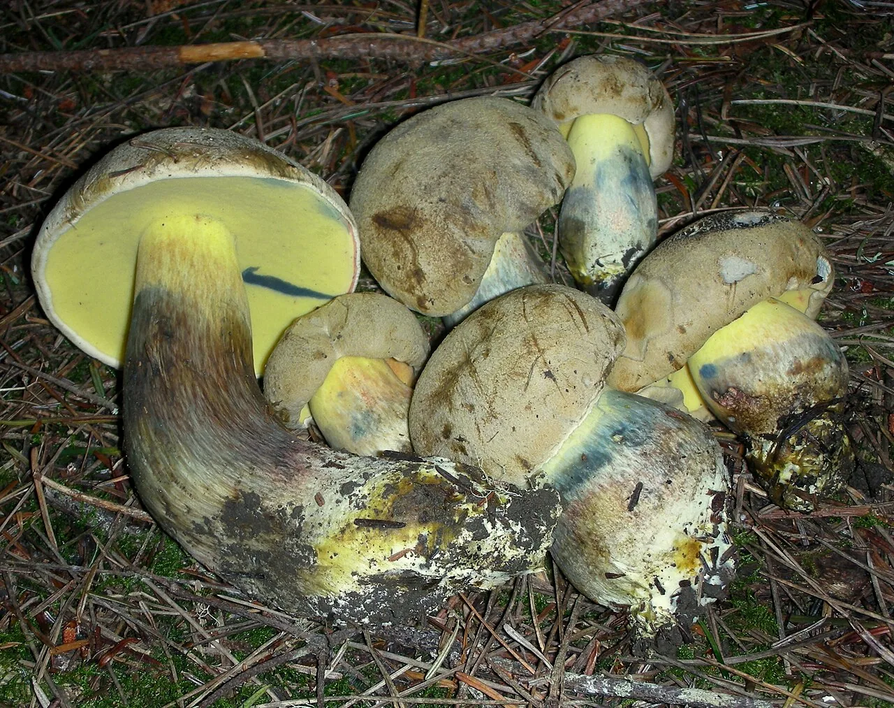 Boletus coniferarum (Boletus coniferarum) — photo mycologique