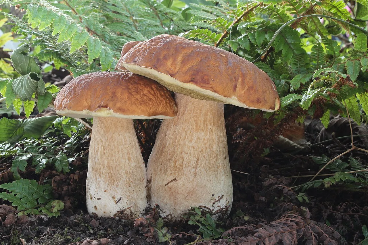 Boletus edulis (Boletus edulis) — photo mycologique