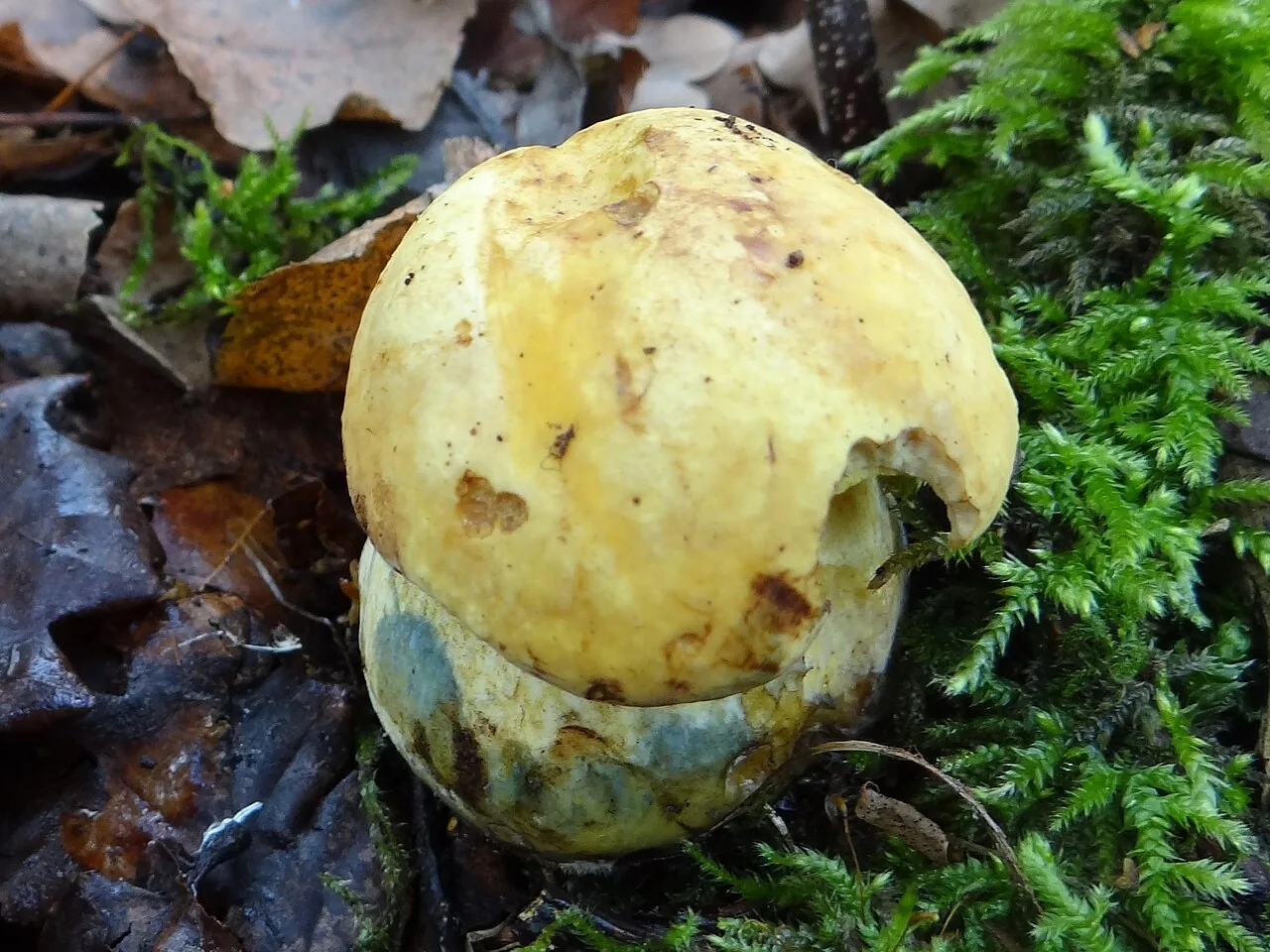 Boletus junquilleus (Boletus junquilleus) — photo mycologique