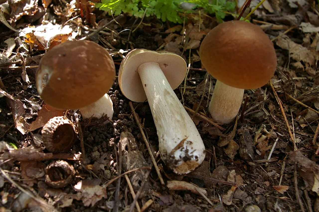 Boletus nobilis (Boletus nobilis) — photo mycologique