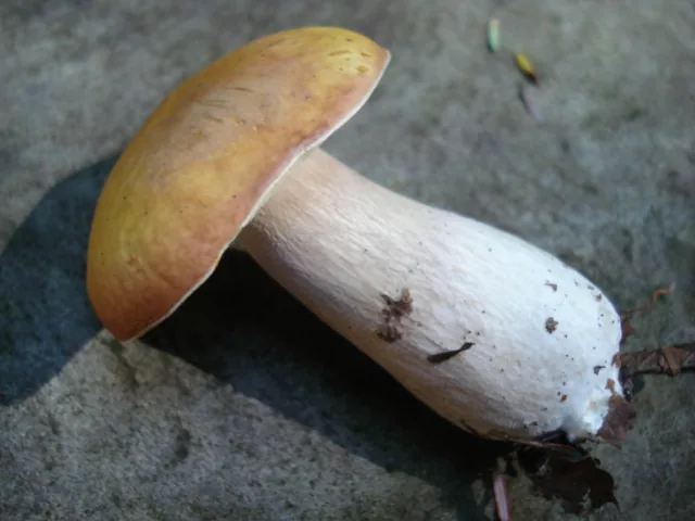 Boletus nobilissimus (Boletus nobilissimus) — photo mycologique