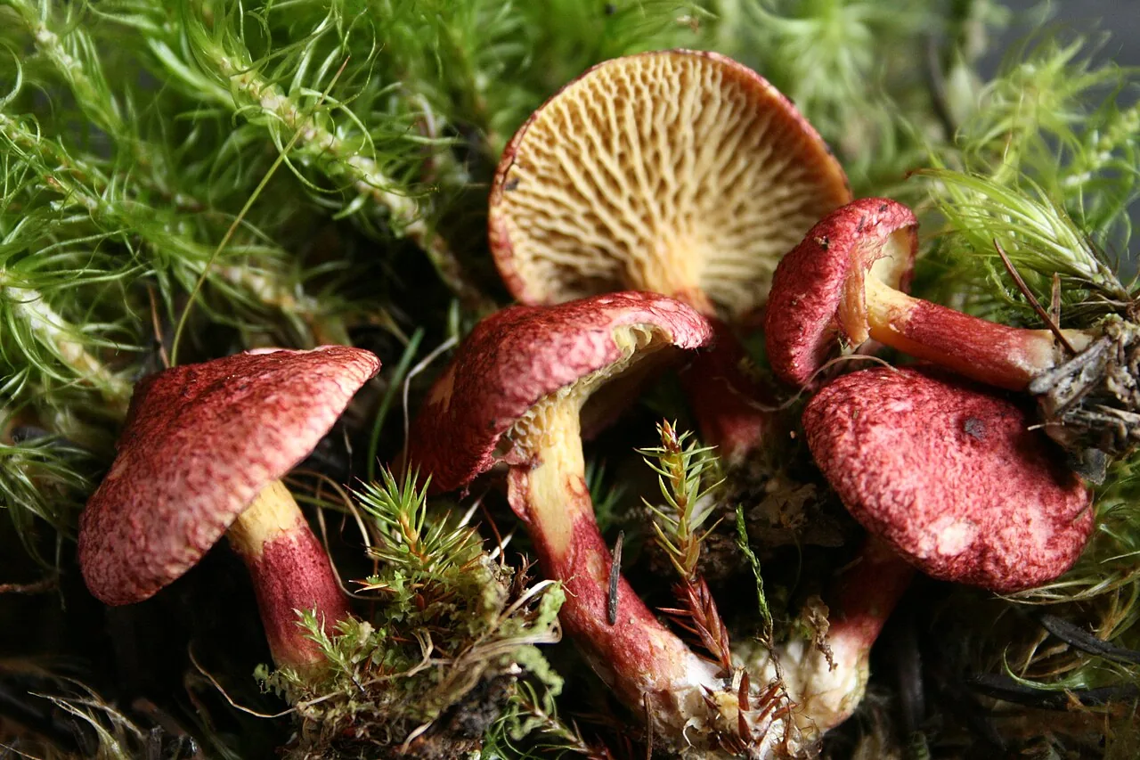Boletus paluster (Boletus paluster) — photo mycologique