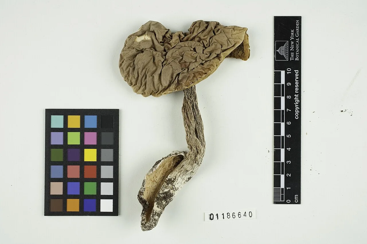 Boletus pinetorum (Boletus pinetorum) — photo mycologique