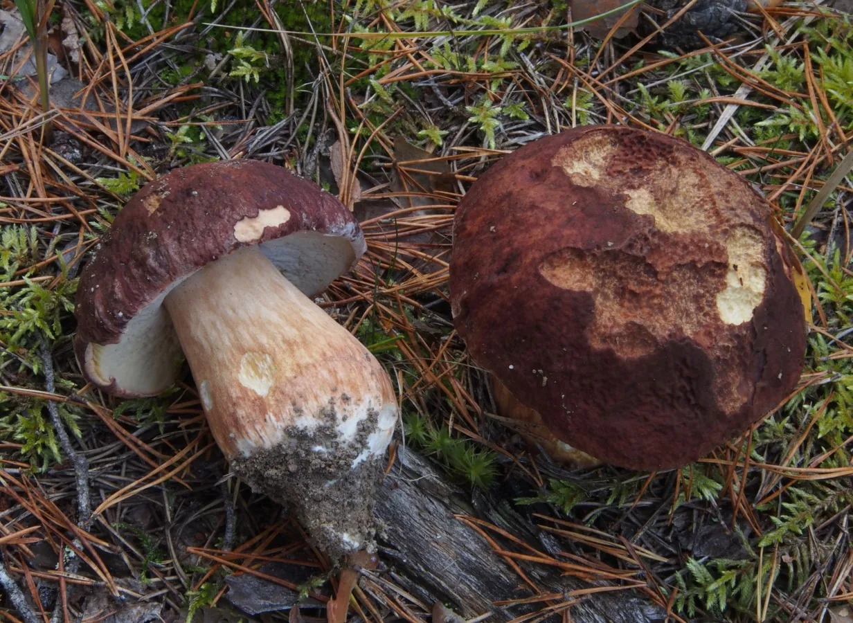 Boletus pinophilus (Boletus pinophilus) — photo mycologique