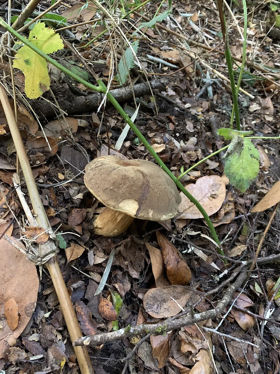Boletus putidus (Boletus putidus) — photo mycologique