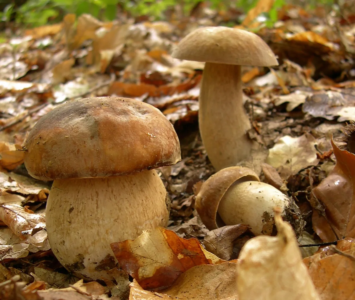 Boletus reticulatus (Boletus reticulatus) — photo mycologique