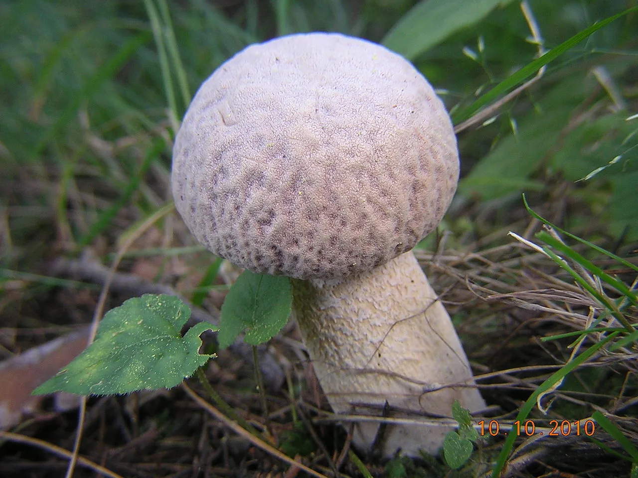 Boletus reticuloceps (Boletus reticuloceps) — photo mycologique