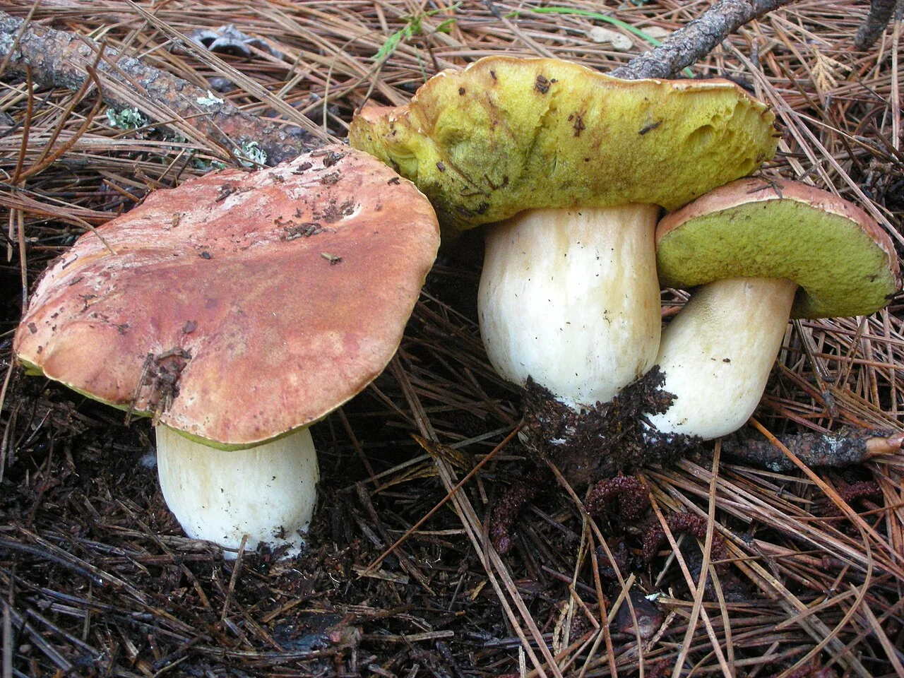 Boletus rex-veris (Boletus rex-veris) — photo mycologique