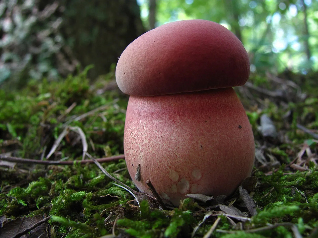 Boletus sensibilis (Boletus sensibilis) — photo mycologique