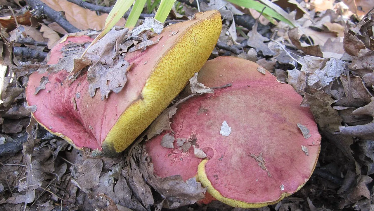 Boletus spretus (Boletus spretus) — photo mycologique
