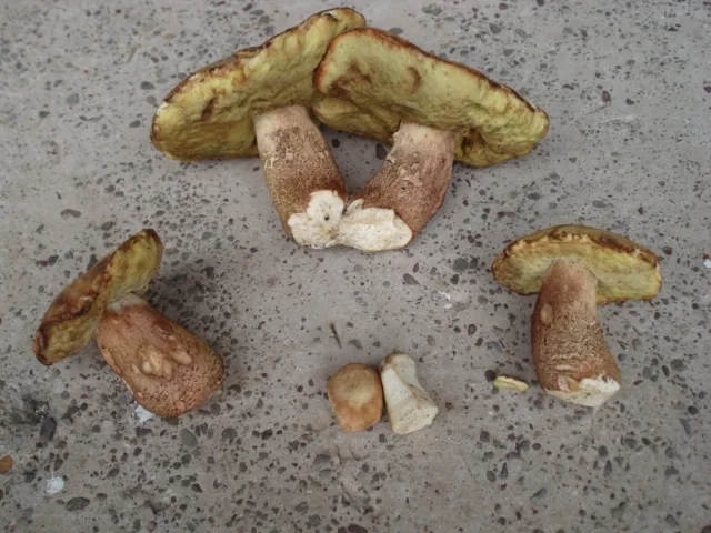 Boletus subcaerulescens (Boletus subcaerulescens) — photo mycologique