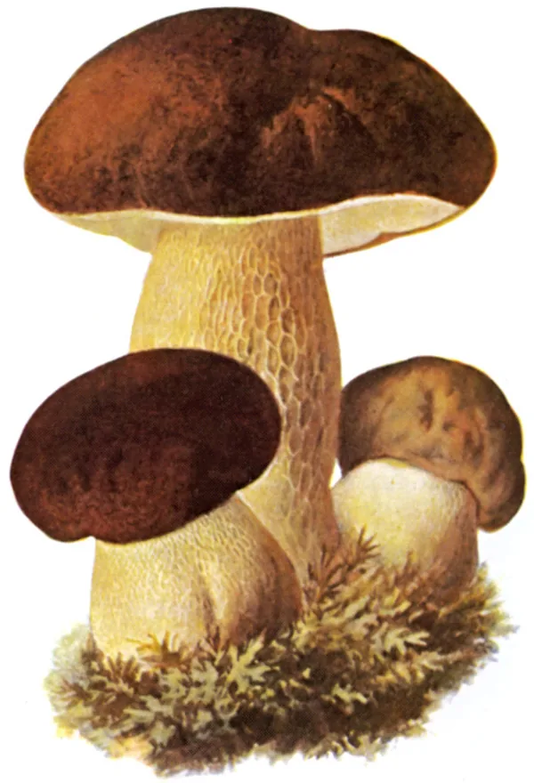 Boletus subfraternus (Boletus subfraternus) — photo mycologique