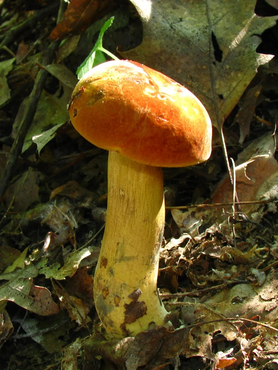 Boletus subluridellus (Boletus subluridellus) — photo mycologique