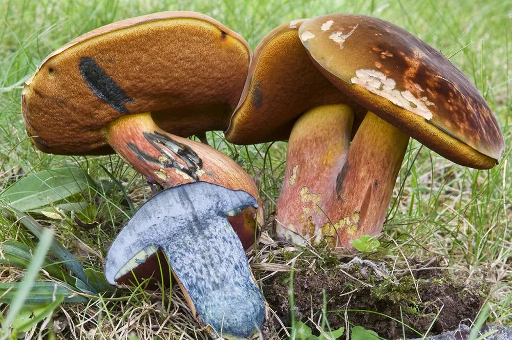 Boletus subvelutipes (Boletus subvelutipes) — photo mycologique