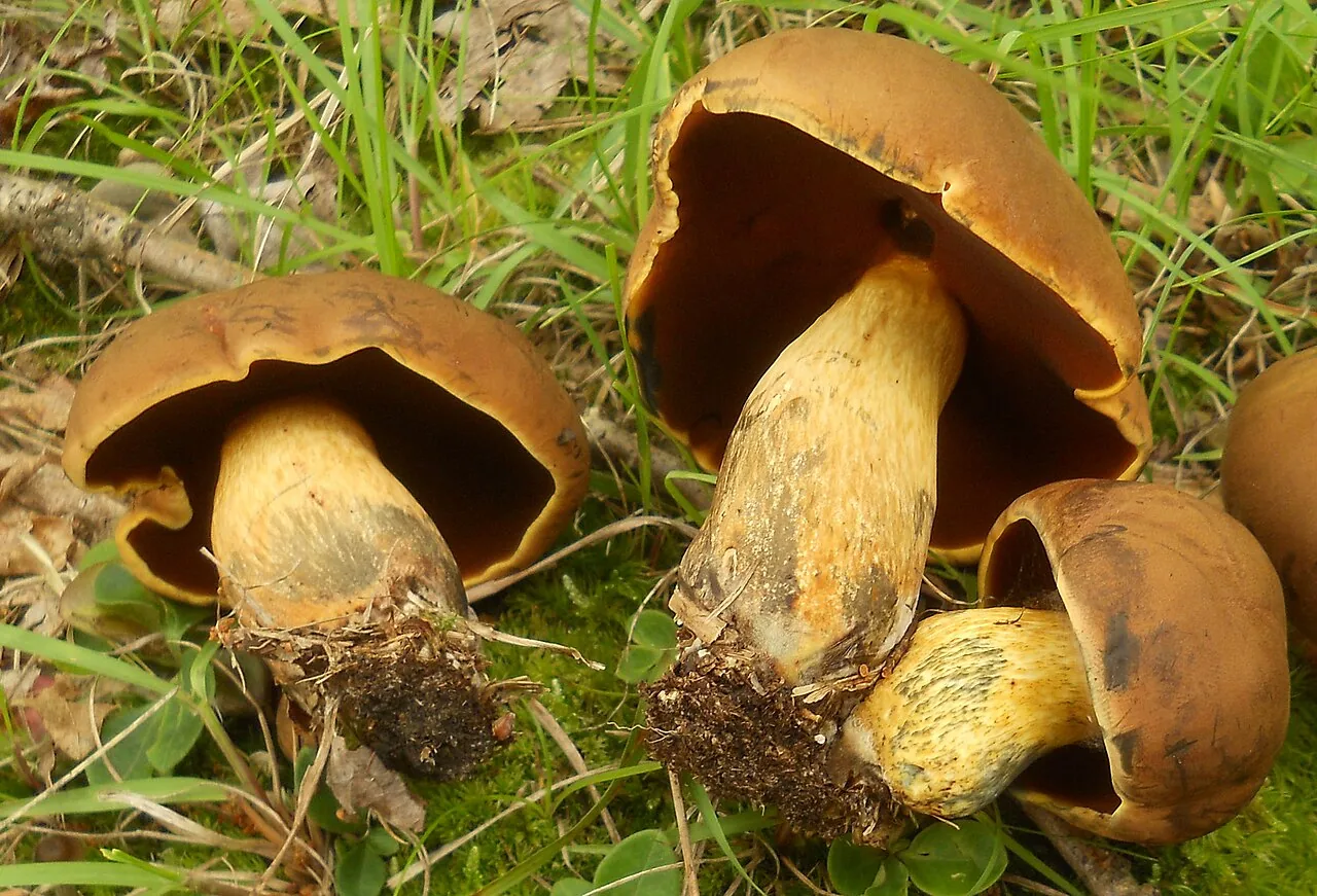 Boletus vermiculosus (Boletus vermiculosus) — photo mycologique