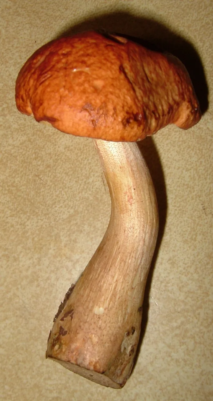 Boletus viscidocorrugis (Boletus viscidocorrugis) — photo mycologique
