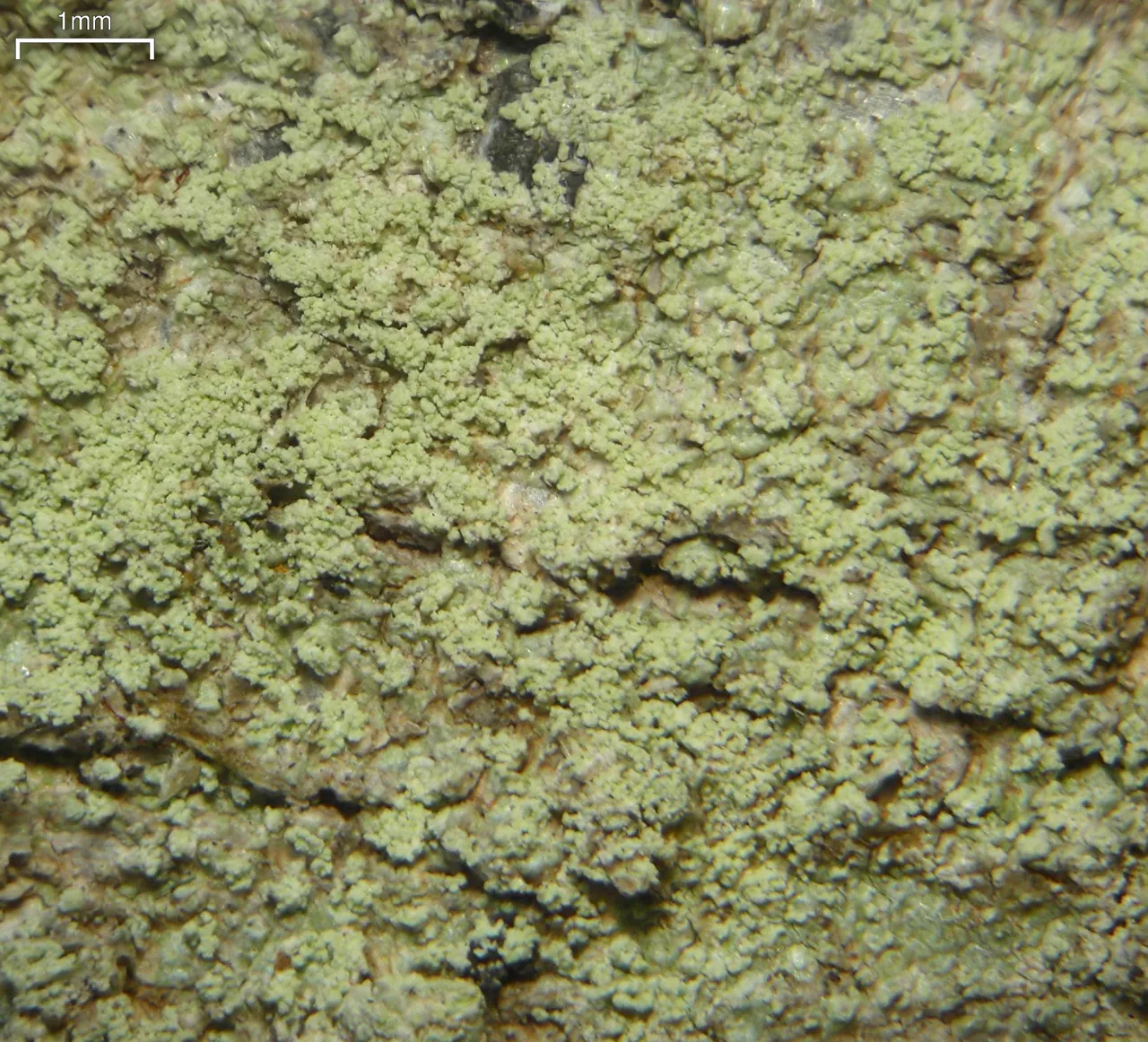 Bombyliospora chloritis (Bombyliospora chloritis) — photo mycologique