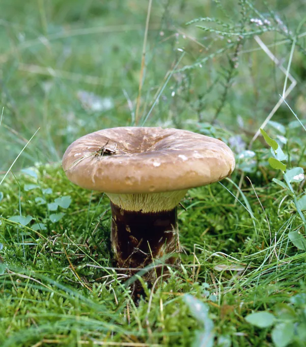 Bondarcevomyces taxi (Bondarcevomyces taxi) — photo mycologique
