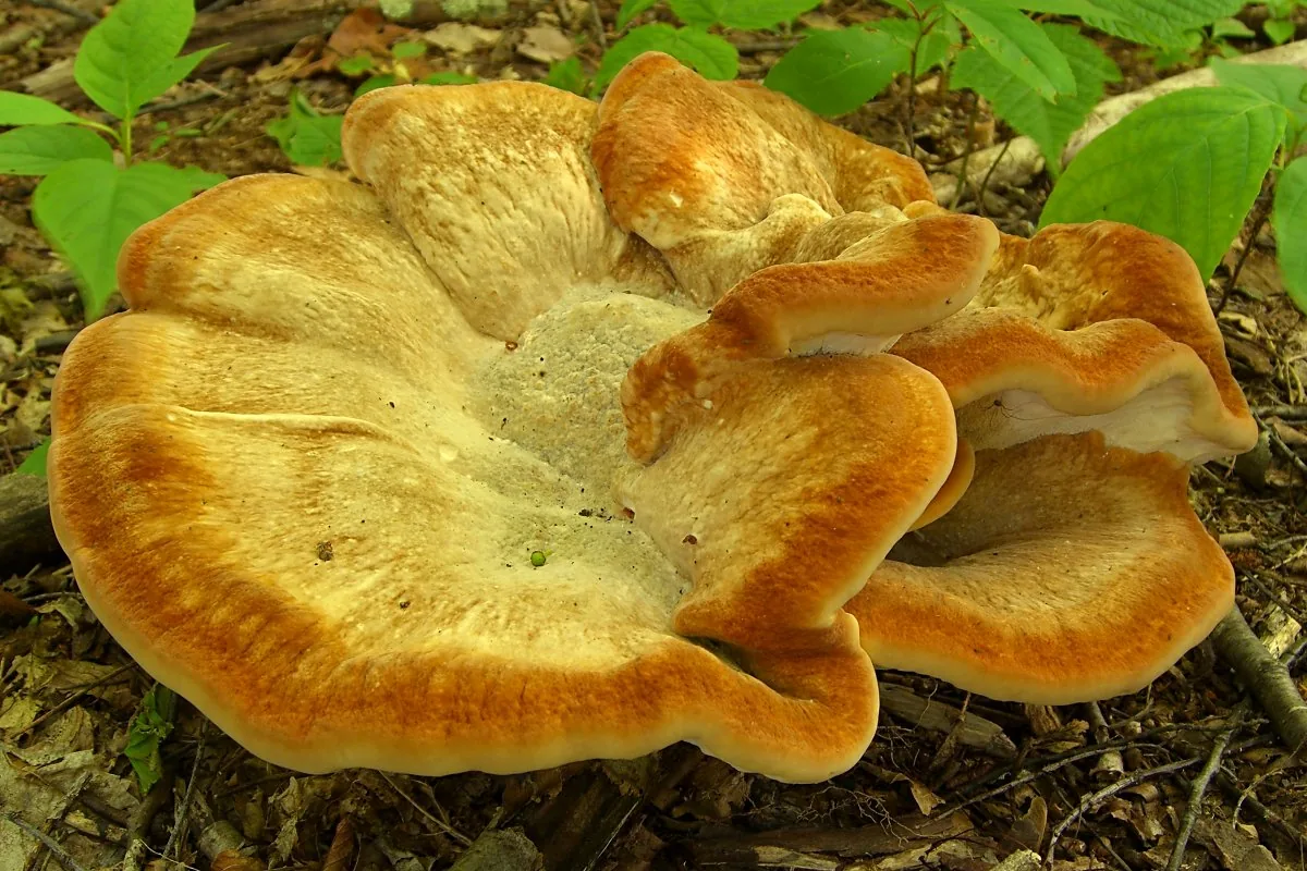 Bondarzewia berkeleyi (Bondarzewia berkeleyi) — photo mycologique