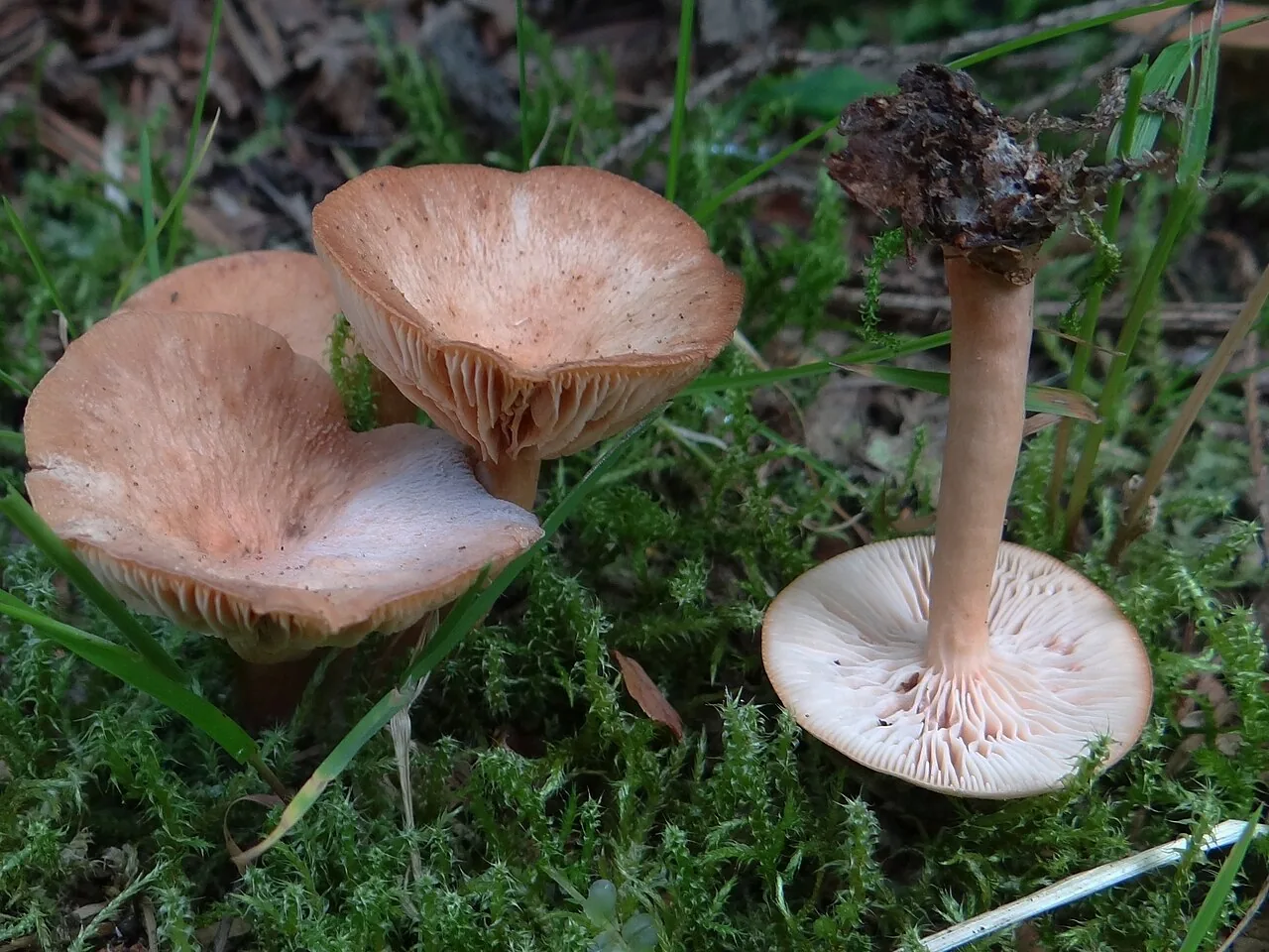 Bonomyces arnoldii (Bonomyces arnoldii) — photo mycologique