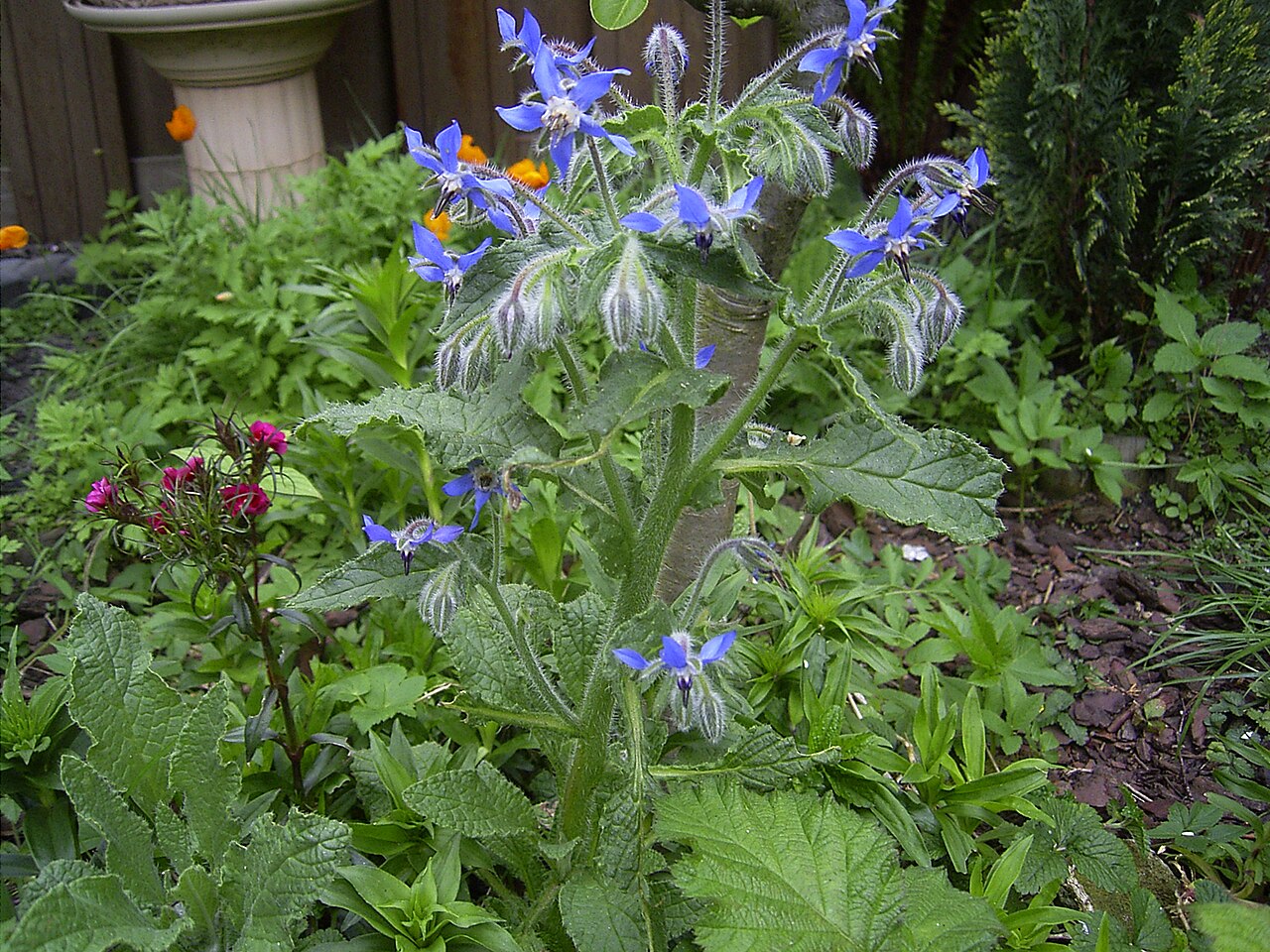 Bourrache (Borago) — photo botanique
