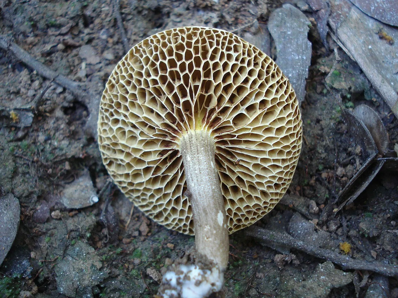Borofutus dhakanus (Borofutus dhakanus) — photo mycologique