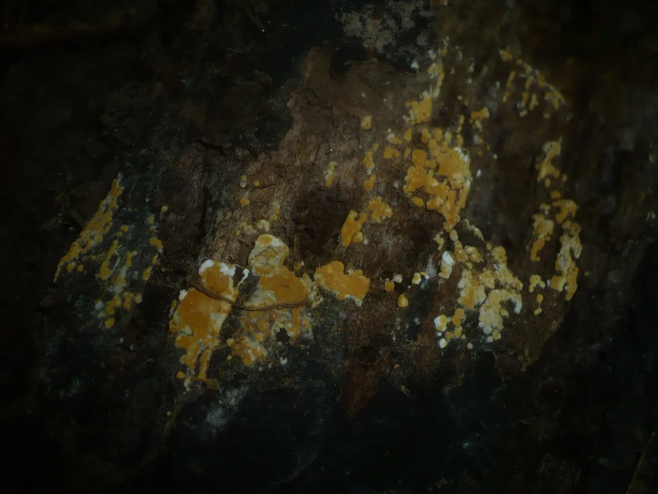 Botryobasidium aureum (Botryobasidium aureum) — photo mycologique